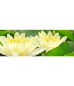 Dehner Seerose 'Chromatella'