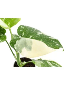Fensterblatt - Monstera Deliciosa 'Thai Constellation', Panaschiert -Pflanzenbedarf Geschäft 8402034 WE DE 001 MonsteraThaiConstellationT6
