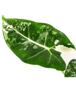 Pfeilblatt - Alocasia Micholitziana 'Frydek' Variegata, Panaschiert -Pflanzenbedarf Geschäft 8404626 WE DE 001 AlocasiaFrydekVariegataT6 Pfeilblatt DehnerExpressHerzig
