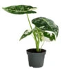 Pfeilblatt - Alocasia Micholitziana 'Frydek' Variegata, Panaschiert -Pflanzenbedarf Geschäft 8404626 WE FS 001 AlocasiaFrydekVariegataT6 Pfeilblatt