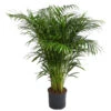 Goldfruchtpalme - Dypsis Lutescens, Hydrokultur -Pflanzenbedarf Geschäft 8416513 WE FS 001 ArecaLutescensGoldfruchtpalmeHydroT22 DehnerExpressHerzig