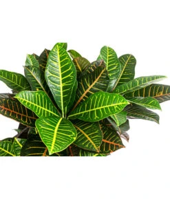 Wunderstrauch - Codiaeum Variegatum 'Petra', Hydrokultur 6 Wunderstrauch - Codiaeum Variegatum 'Petra', Hydrokultur -Pflanzenbedarf Geschäft 8416620 WE DE 001 CodiaeumPetraVerzKrotonHydroT22