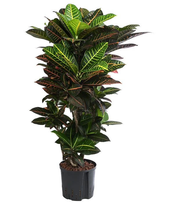 Wunderstrauch - Codiaeum Variegatum 'Petra', Hydrokultur 3 Wunderstrauch - Codiaeum Variegatum 'Petra', Hydrokultur