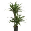 Drachenbaum - Dracaena Deremensis, Hydrokultur 1 Drachenbaum - Dracaena Deremensis, Hydrokultur -Pflanzenbedarf Geschäft 8416653 WE FS 001 DracaenaDerem 2er