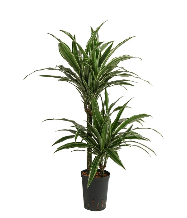 Drachenbaum - Dracaena Deremensis, Hydrokultur 3 Drachenbaum - Dracaena Deremensis, Hydrokultur