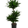 Drachenbaum - Dracaena Fragrans 'Green Jewel', Hydrokultur -Pflanzenbedarf Geschäft 8416778 WE FS 001 DracaenaFragransGreenJewelHydroT18