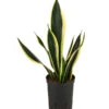 Bogenhanf - Sansevieria Trifasciata 'Super Flame', Hydrokultur 1 Bogenhanf - Sansevieria Trifasciata 'Super Flame', Hydrokultur -Pflanzenbedarf Geschäft 8416844 WE FS 001 SansevieriaTrifasciataSuperFlameTuffHydroT15 19BogenhanfDehnerExpressHerzig