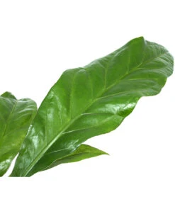 Blattanthurie - Anthurium Ellipticum 'Jungle King', Hydrokultur -Pflanzenbedarf Geschäft 8425381 WE DE 001 AnthuriumJunglebush1519H50