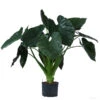 Pfeilblatt - Alocasia 'Wentii', Hydrokultur -Pflanzenbedarf Geschäft 8425662 WE FS 001 AlocasiaWentii25 19H100
