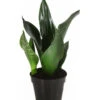 Bogenhanf - Sansevieria Trifasciata 'Grey Stripe' 1 Bogenhanf - Sansevieria Trifasciata 'Grey Stripe' -Pflanzenbedarf Geschäft 8426264 PR FS 001 SansevieriaGreyStripeT12DehnerExpressHerzig