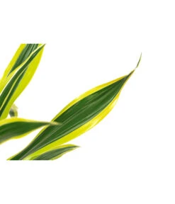 Drachenbaum - Dracaena Fragrans 'Lemon Lime' -Pflanzenbedarf Geschäft 8500175 WE DE 001 DracaenaLemonLimeT17