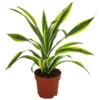 Drachenbaum - Dracaena Fragrans 'Lemon Lime' -Pflanzenbedarf Geschäft 8500175 WE FS 001 DracaenaLemonLimeT17