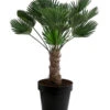 Wagners Hanfpalme, Ca. 110-130 Cm -Pflanzenbedarf Geschäft 8501363 WE FS 001 WagnersHanfpalme