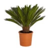 Sagopalmfarn - Cycas Revoluta -Pflanzenbedarf Geschäft 8509366 PR FS 001 CycasRevolutaDehnerExpressZS