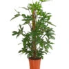 Baumfreund - Philodendron Pedatum -Pflanzenbedarf Geschäft 8522187 PR FS 001 BaumfreundPhilodendronPedatumT21DehnerExpressHerzig