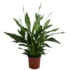 Einblatt - Spathiphyllum 'Silver Cupido' -Pflanzenbedarf Geschäft 8528259 WE FS 001 EinblattSilverCupidoT17