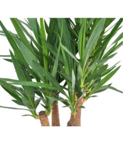 Yucca-Palme - Yucca Elephantipes, Verzweigt -Pflanzenbedarf Geschäft 8532889 BildD 001 RiesenPalmlilieYuccaPalmeYuccaVerzweigt