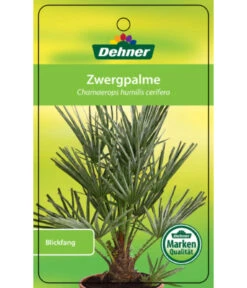 Blaue Zwergpalme -Pflanzenbedarf Geschäft 8584401 Chamaeropshumiliscerifera 15112016 1