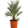 Blaue Zwergpalme -Pflanzenbedarf Geschäft 8584401 WE FS 001 ChamaeropsHumillisOWCeriferaT18DehnerExpressHerzig