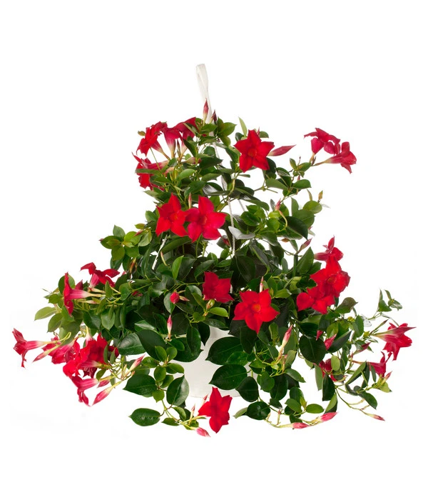 Dipladenie, Ampel 3 Dipladenie, Ampel