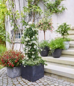 Jasminblütiger Nachtschatten, Stämmchen -Pflanzenbedarf Geschäft 8586083 WE MO 001 DipladeniaFuchsie