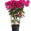 Drillingsblume 'Vera', Spalier -Pflanzenbedarf Geschäft 8586109 PR FS 001 BougainvilleaVeraBougainvilleSpalierT21DehnerExpressHerzig