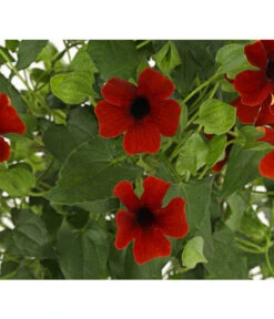 Schwarzäugige Susanne, Pyramide -Pflanzenbedarf Geschäft 8591950 PR DE 001 ThunbergiaPyramideT17DehnerExpressHerzig