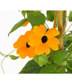 Schwarzäugige Susanne, Pyramide -Pflanzenbedarf Geschäft 8591950 PR DE 003 ThunbergiaPyramideT17DehnerExpressHerzig