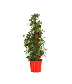 Schwarzäugige Susanne, Pyramide -Pflanzenbedarf Geschäft 8591950 PR FS 001 ThunbergiaPyramideT17DehnerExpressHerzig