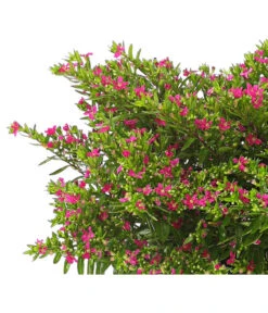 Köcherblümchen, Busch, Verschiedene Farben -Pflanzenbedarf Geschäft 8594673 WE DE 001 CupheaT17DehnerExpressHerzig