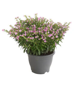 Köcherblümchen, Busch, Verschiedene Farben -Pflanzenbedarf Geschäft 8594673 WE FS 002 CupheaT17DehnerExpressHerzig