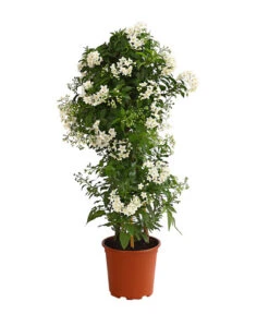 Jasminblütiger Nachtschatten, Säule