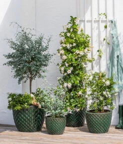 Jasminblütiger Nachtschatten, Säule -Pflanzenbedarf Geschäft 8597098 WE MO 002 DipladeniaEucalyptusSolanumJasmin