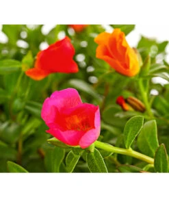 Portulakröschen, Ampel -Pflanzenbedarf Geschäft 8606147 PR DE 001 PortulacaPortulakroeschenAmpelT25DehnerExpressHerzig