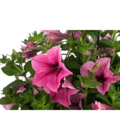 Hängepetunie, Ampel, Verschiedene Farben -Pflanzenbedarf Geschäft 8606840 WE DE 003 HAENGEPETUNIEMIXAMPT25