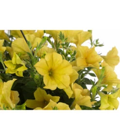 Hängepetunie, Ampel, Verschiedene Farben -Pflanzenbedarf Geschäft 8606840 WE DE 004 HAENGEPETUNIEMIXAMPT25