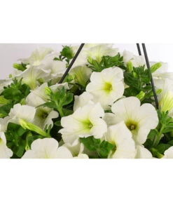 Hängepetunie, Ampel, Verschiedene Farben -Pflanzenbedarf Geschäft 8606840 WE DE 005 HAENGEPETUNIEMIXAMPT25