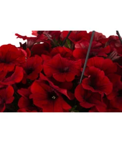 Hängepetunie, Ampel, Verschiedene Farben -Pflanzenbedarf Geschäft 8606840 WE DE 006 HAENGEPETUNIEMIXAMPT25