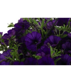 Hängepetunie, Ampel, Verschiedene Farben -Pflanzenbedarf Geschäft 8606840 WE DE 007 HAENGEPETUNIEMIXAMPT25