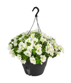 Hängepetunie, Ampel, Verschiedene Farben -Pflanzenbedarf Geschäft 8606840 WE FS 005 HAENGEPETUNIEMIXAMPT25
