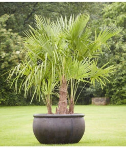 Hanfpalme, Multistamm -Pflanzenbedarf Geschäft 8607855 PR MO 001 Polystone SchaleEmpireBlumentopfBlumenvasePflanztopfHanfpalmeTrachycarpusFortuneiGruppe