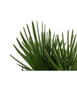 Hanfpalme, Multistamm -Pflanzenbedarf Geschäft 8607855 WE DE 001 HanfpalmeTrachycarpusFortuneiT36