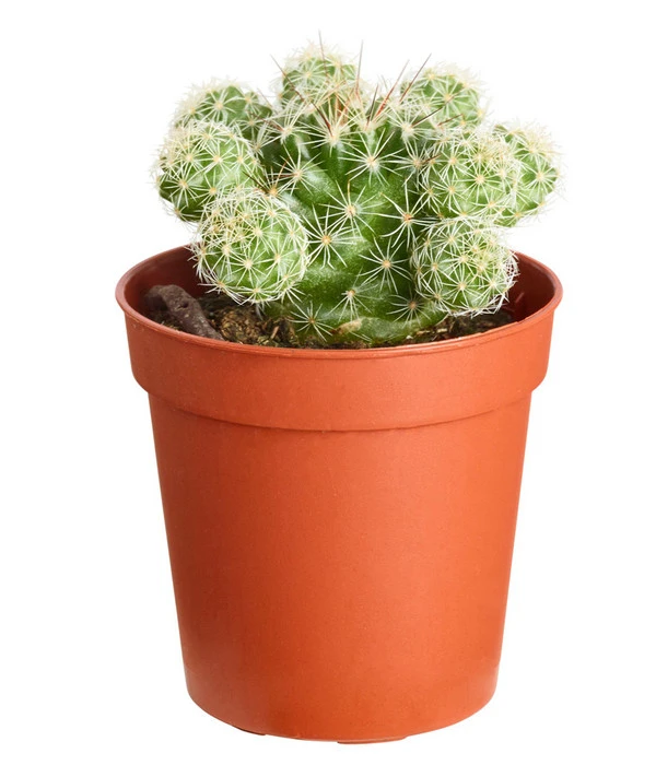 Warzenkaktus - Mammillaria Gracilis 3 Warzenkaktus - Mammillaria Gracilis