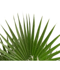 XXL Fächerpalme -Pflanzenbedarf Geschäft 8608036 WE DE 004 WashingtoniaRobustaT30MexikanischeFaecherpalme