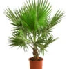 XXL Fächerpalme -Pflanzenbedarf Geschäft 8608036 WE FS 003 WashingtoniaRobustaT30 MexikanischeFaecherpalme