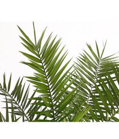 XXL Kanarische Dattelpalme, Ca. 140-160 Cm -Pflanzenbedarf Geschäft 8608721 PR DE 001 PhoenixCanariensisT28DehnerExpressHerzig