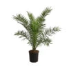 XXL Kanarische Dattelpalme, Ca. 140-160 Cm -Pflanzenbedarf Geschäft 8608721 WE FS 002 XXLKanarischeDattelpalmeT28