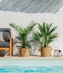 XXL Kanarische Dattelpalme, Ca. 140-160 Cm -Pflanzenbedarf Geschäft 8608721 WE MO 002 ZwergpalmeChamaeropsHumilisKanarischeDattelpalmePhoenixCanariensisUweSauer