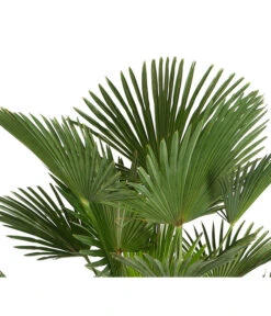 Wagners Hanfpalme -Pflanzenbedarf Geschäft 8609349 PR DE 001 WagnersHanfpalmeKleineHanfpalmeTrachyWagnerianus25