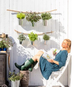 Dehner Gourmet Garten Strauchbasilikum 'Magic Blue' 10 Dehner Gourmet Garten Strauchbasilikum 'Magic Blue' -Pflanzenbedarf Geschäft 8610123 WE MO 001 Oregano Kraeuter 1